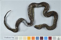 藏品(菊池氏龜殼花)的圖片